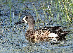 Blue-winged teal (42833285832).jpg