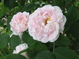 <i>Rosa</i> Great Maidens Blush cultivar of plant