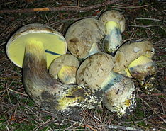 Boletus coniferarum 178294.jpg