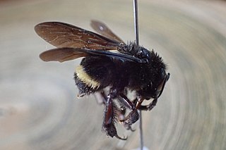 <i>Bombus mexicanus</i> Species of bee