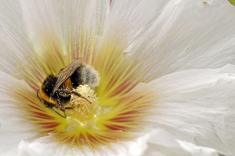 File:Bombus terrestris (Linnaeus, 1758).JPG