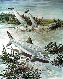 Bonefish art image.jpg