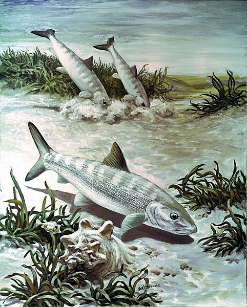 File:Bonefish art image.jpg