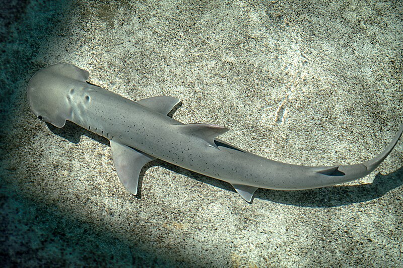 File:Bonnethead shark Aquarium of the Pacific.jpg