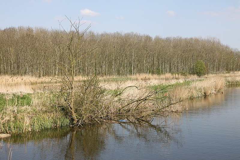 File:Boompje over boezem bij mallebos.JPG