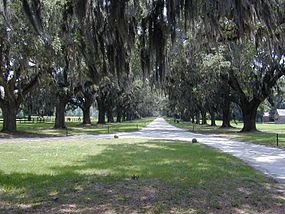 Entrance drive from Boone Hall in Mount Pleasant