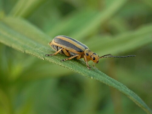 Striped Cucumber Beetle (Acalymma vittatum)