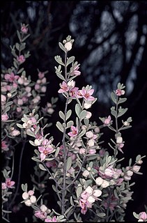 <i>Boronia ternata</i> Species of flowering plant