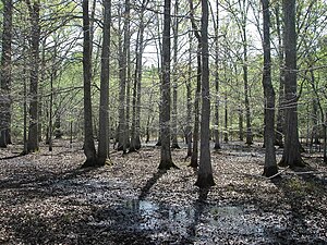 Image of a bottomland hardwood forest, critical habitat for black bears