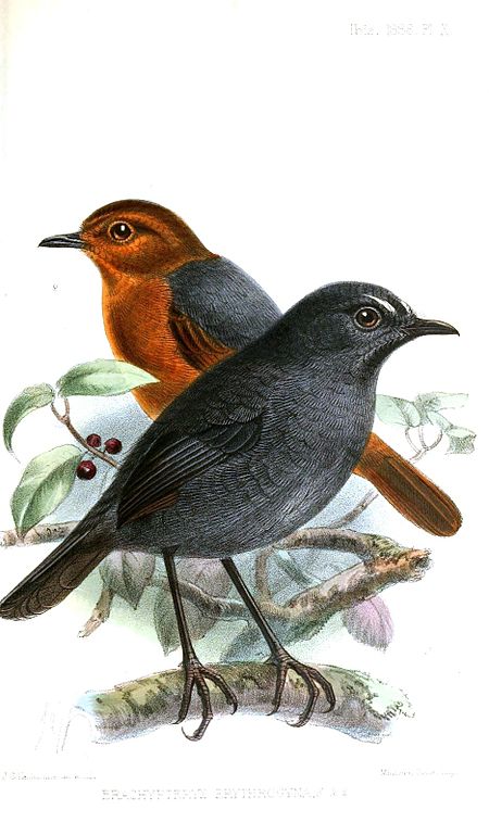 BrachypteryxErythrogynaKeulemans.jpg