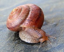 Live individual of Bradybaena similaris, the Asian trampsnail. Bradybaena similaris is a terrestrial snail found on the Loyalty Islands and is part of the family Camaenidae Bradybaena similaris 60096358.jpg
