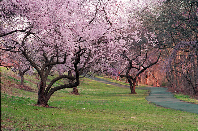 How to Grow Cherry Trees in New Jersey