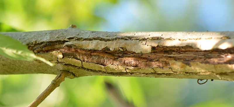 File:Branche de frêne dépérissant Chalara fraxinea Lille Bois de la Citadelle été 2017a 06.jpg