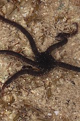 File:Braune Schlangenstern Ophioderma longicaudum 2.jpg (Category:Ophioderma longicaudum)