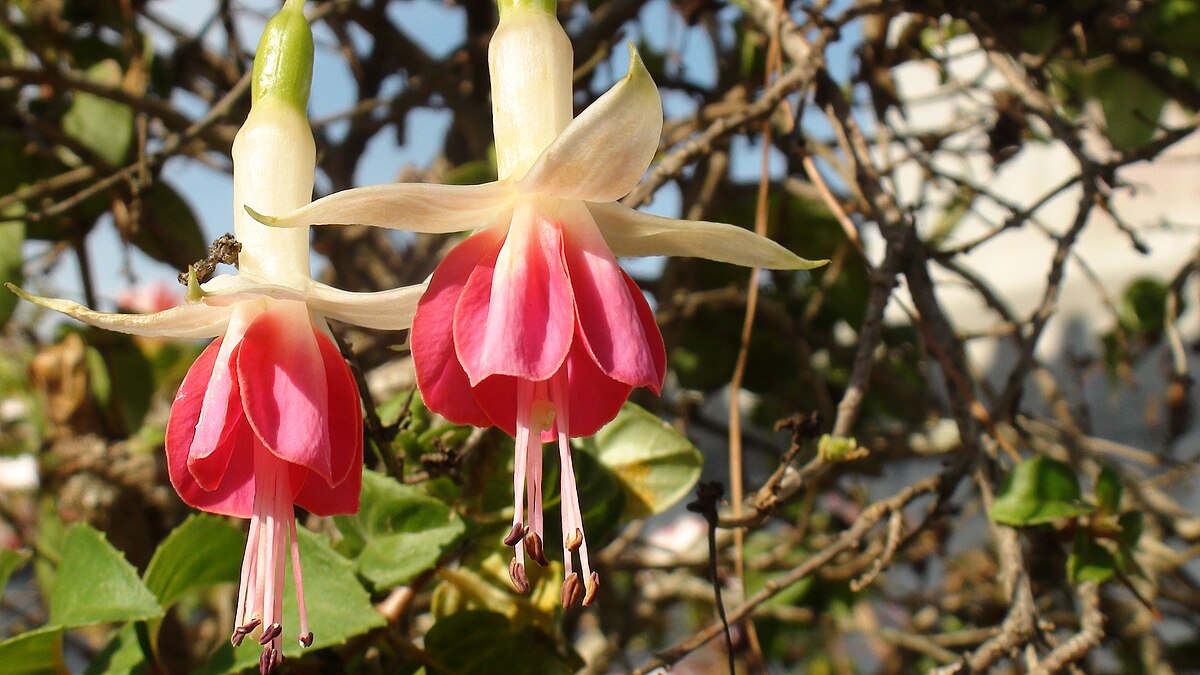 Fuchsia Flower Fuchsia Wikipedia