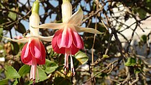 Fuchsia hybrida