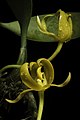 Bulbophyllum tollenoniferum