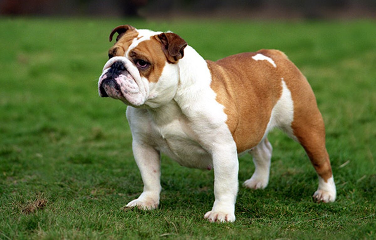 I. Introduction to the English Bulldog: The Iconic Bulldog Breed