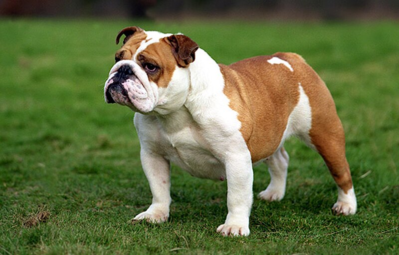 are old english bulldogs considered a aggressive breed