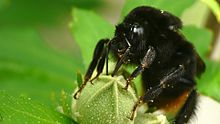 Bombus ignitus on Rose of Sharon bud. Bumblebee staying on rose of Sharon (14474882447).jpg