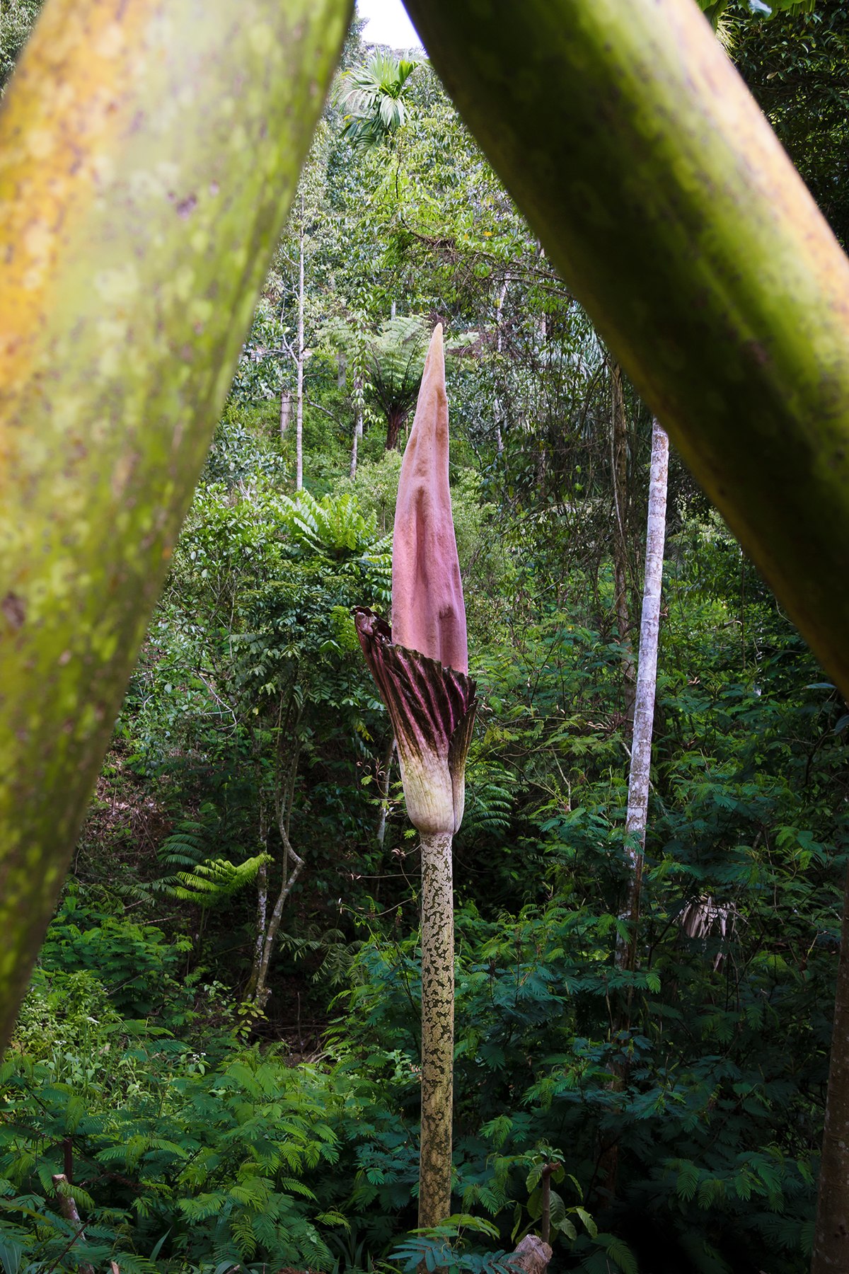 Amorphophallus konjac — Wikipédia