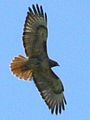 Red-tailed Hawk (Buteo jamaicensis)