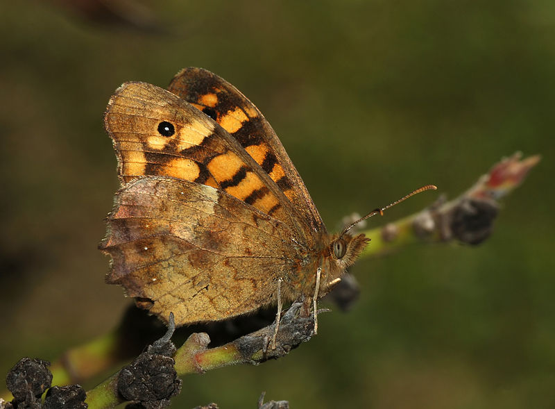 File:Butterfly April 2008-2.jpg