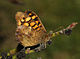 Butterfly April 2008-2.jpg