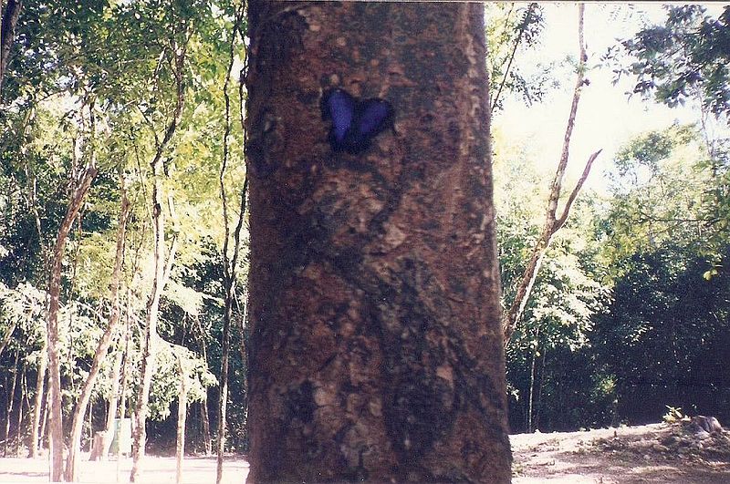 File:Butterfly tree.jpg