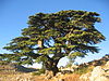 Cèdre du Liban Barouk 2005.jpg