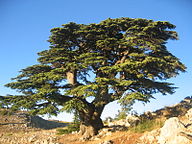 State Tree of Lebanon