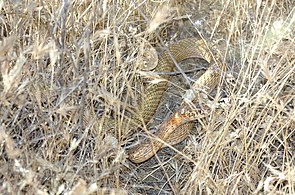 COACHWHIP, SAN JOAQUIN (Masticophis flagellum ruddocki) (6-22-06) carrizo plain national monument, san luis obispo co, ca (3624490387).jpg