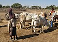 COSV - Darfur 2009 - Cattle watering.jpg