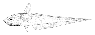<i>Coelorinchus australis</i> Species of fish