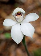 Caladenia minor