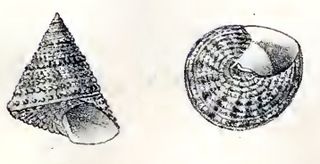 <i>Calliostoma fragum</i> Species of gastropod