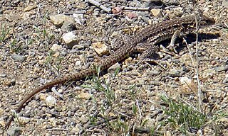 <i>Callopistes maculatus</i> Species of lizard