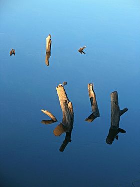 Calm water (Ulyanivka, Chernihiv Oblast)