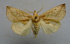 Calyptra thalictri 01.jpg