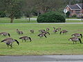 Canadian geese