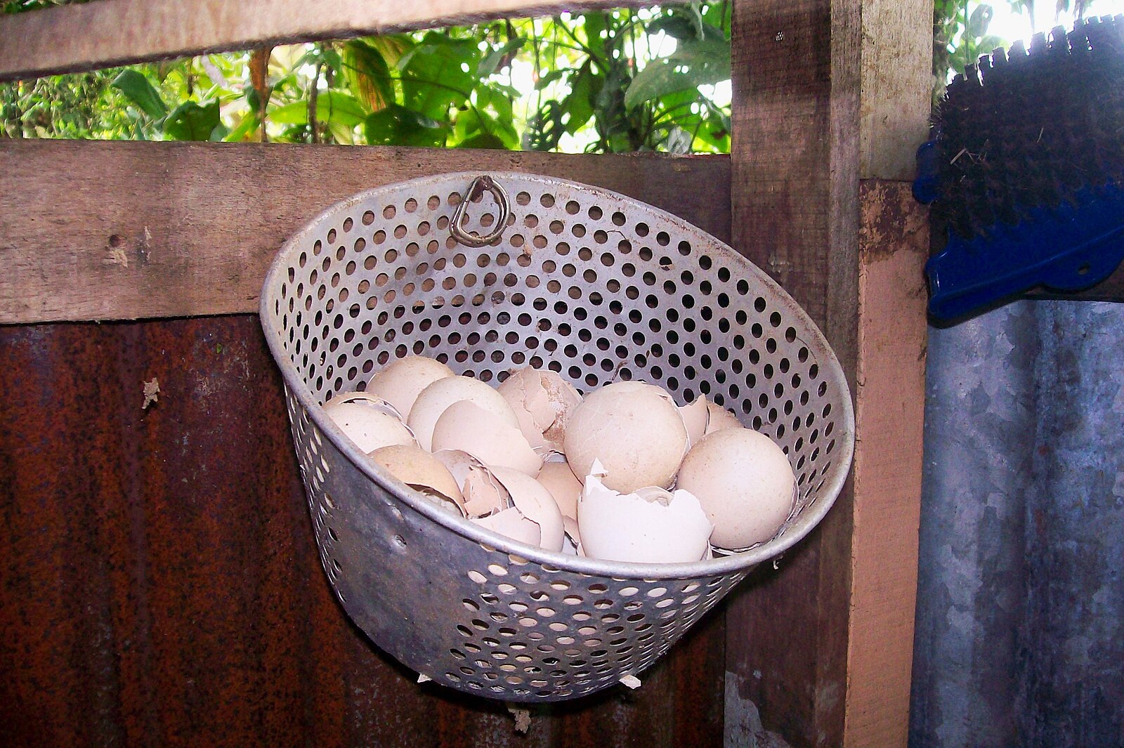 Huevo de gallina fecundado