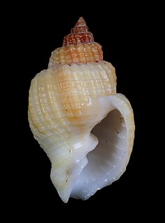 <i>Cancellaria urceolata</i> species of mollusc