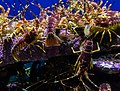 Cangrejos (Palinurus gilchristi), Aquarium de Ciudad del Cabo, Sudáfrica, 2018-07-19, DD 03.jpg