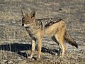 Black-backed jackal