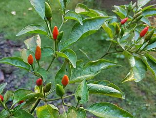 Siling labuyo Chili pepper cultivar