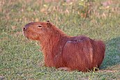 Rodent - Wikipedia