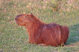 04/12: Un capibara (Hydrochoerus hydrochaeris) del Brasil, el rosegador més gros del món.