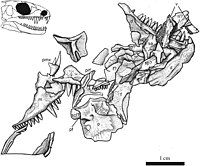 Carbonodraco holotype diagram.jpg