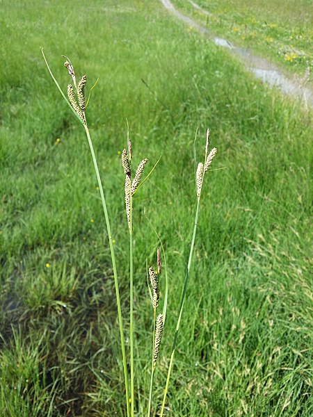 File:Carex nigra sl23.jpg