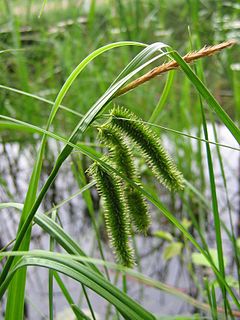 <i>Carex pseudocyperus</i> Species of grass-like plant